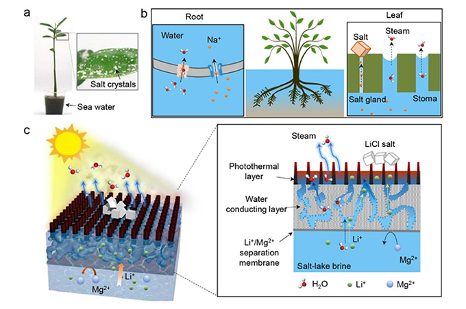 苏州大学靳健教授、江林教授Nat. Commun:研发新型光热膜，助力盐湖提锂技术革新